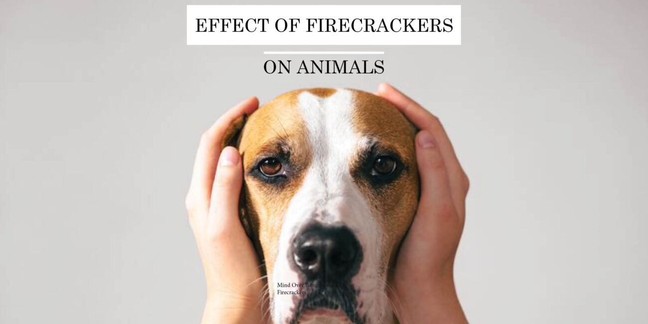 Effect of firecrackers on Animals