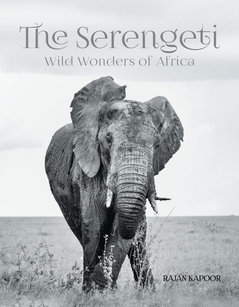 The Serengeti : Wild Wonders of Africa Book